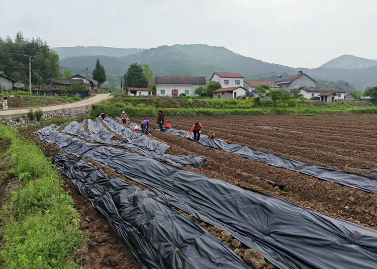 Black Biodegradable Weed Barrier Fabric